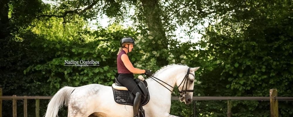 Training van paarden